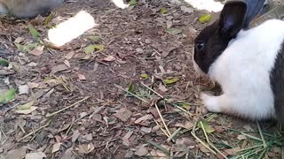 Rabbits doing rabbit stuff