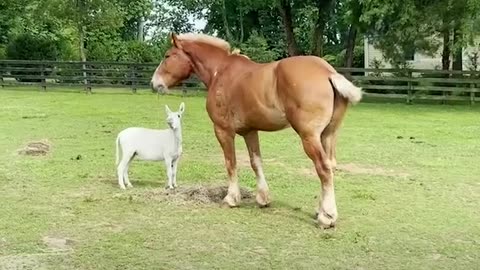 Giant rescue horse finally gets to relax after working 20 years straight —