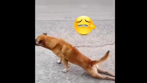 Funny moments of animals 😄😄😄😄