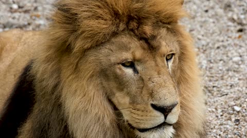 Lion Mane Predator Big Cat Dangerous Wildcat