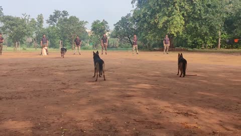 Dogs training