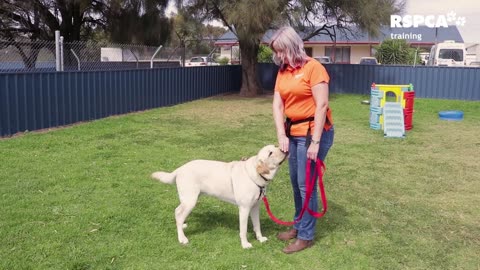 FREE DOG TRAINING - How to teach your dog to sit and drop