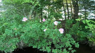 Wild Roses