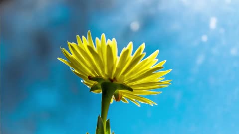 Dundeline yellow flower blossoming