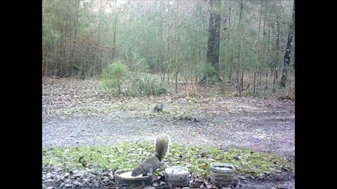 Southeast Texas Backyard Wildlife 99