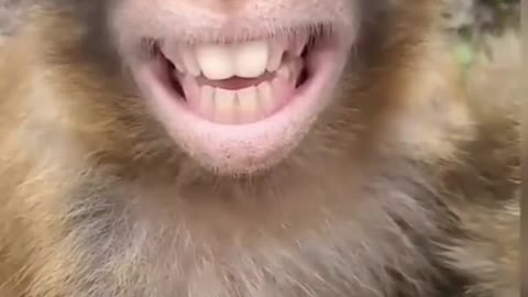 Monkey laughing video 🤣😂