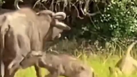 Can’t beat a mother who loves her child #wildanimals #animals #leopard #buffalo