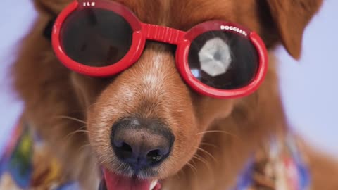 dog wearing red sunglasses, looking awesome