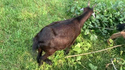 Goats having lunch