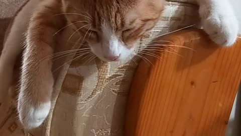Autumn sleep of Garfield the cat