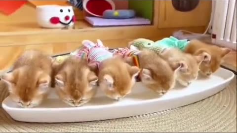 Funny Cat videos