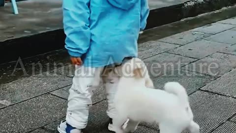 Funniest Child And Dog Video 😂 - Best Funny Animal Video 2023 😅