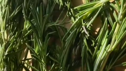 Have you ever used your Rosemary plant?