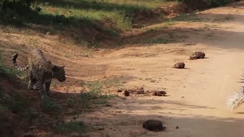 Porcupine Too Danger! Lion, Leopard and Python Risked Their Lives When Hunting Porcupine | Wildlife