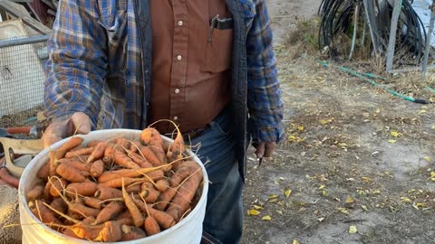 Carrots from Garden to Jar