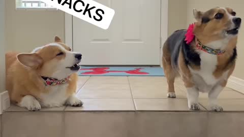 CORGI DOGS MAD AT DAD ABOUT TAKING FAMILY PHOTO Hammy and Olivia