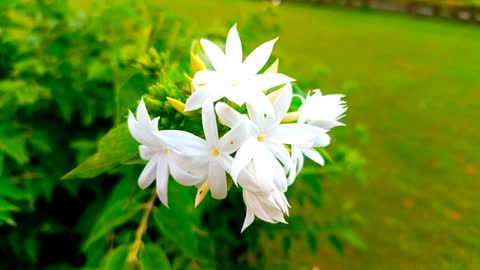 moon flowers