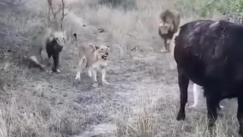 Amazing lion hunt
