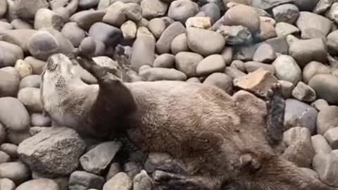 Otters amuse themselves by playing with rocks and having a lot of fun