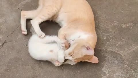 Cute cuddling of mother cat & kitten