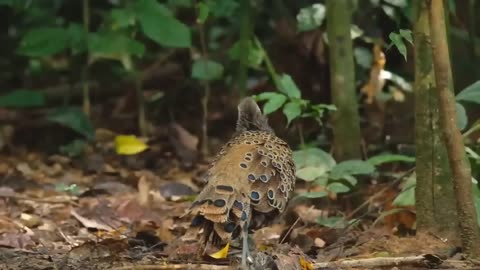 10 Most Beautiful Peacocks in the World