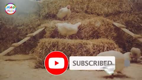 Funny Cow Dance And Chicken Song