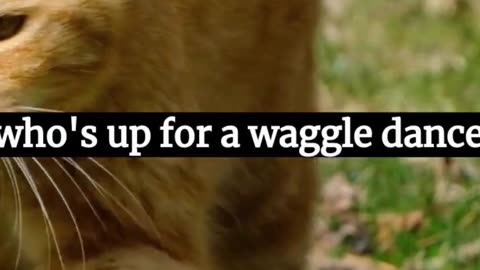 "Jungle Talk: The Surprising World of Animal Gossips" Best Funny Video 2023