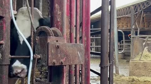 How to work a cow in the chute in 30 seconds: put the video on 2x speed