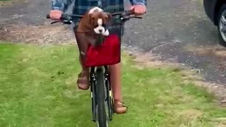 Precocious Puppy Escapes from Bike Basket