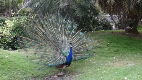 Beautiful Peacock Dancing मोर नृत्य Copyright Free Video Full HD