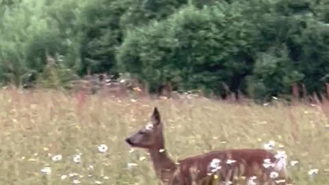 Amazing deer footage