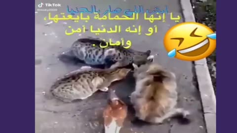 deathoflaughterFunnyclipstodeathfunnyanimals