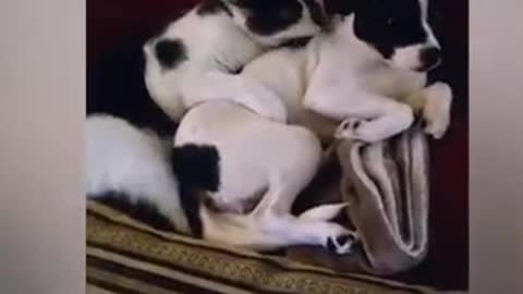 Funny Viral Cats Videos