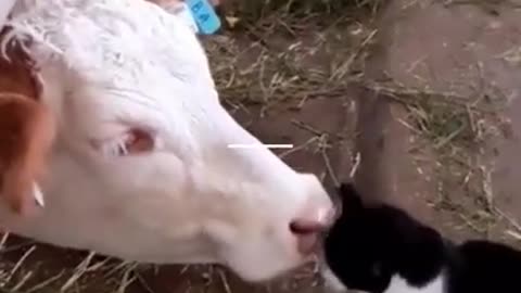 Kitty and cow love!