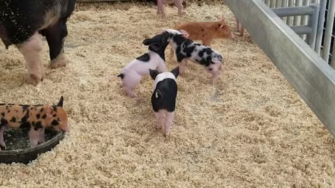 Funny piglets .