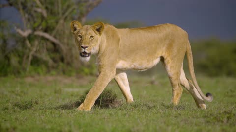 Lioness Walking Towards Camera 2021