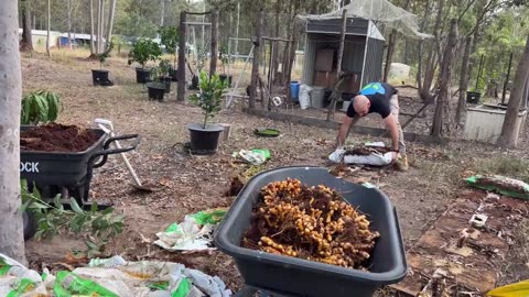 A Revolutionary New Method of Growing Ginger and Turmeric