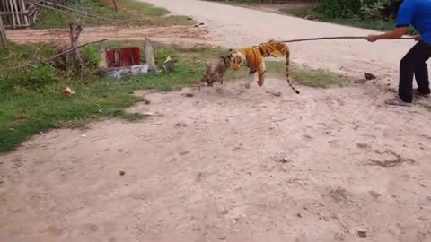 Wow Nice!!! Fake Tiger Prank Dog So Funny Try To Stop Laugh
