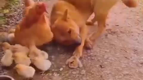 funny dog