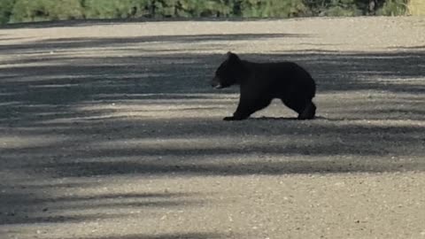 Observers Honk At Truck Approaching Crossing Bear Cub