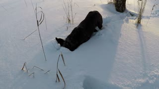 Rescue dog's heartwarming reaction to her first snowfall