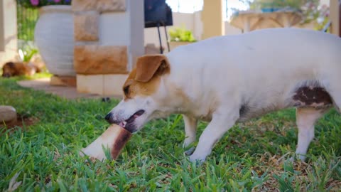 Labrador puppy cute || Funniest animal || Super Dog || 4K Quality || HD Video