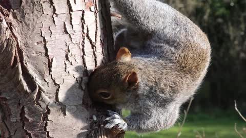 Cute squirrel eats