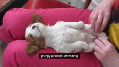 Puppy lovers to 1 minutes