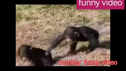 funny video