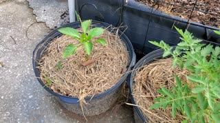 2023-07-09 Garden Update - Growing in Pots
