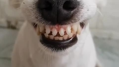 Funniest Cats And Dogs Video