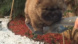 Puppy goes for adorable shovel ride