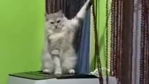 HOW to make Amazing your animals, OMG So Cute ♥ Best Funny Cat Videos