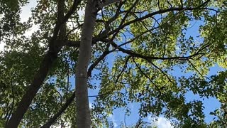 Tree Grows Through Metal Sign